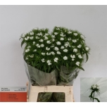 Dianthus Nelk BR Sweet William White 55cm*10