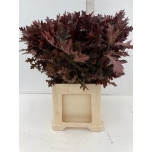 Quercus Tammeoks värvitud Bordeaux 75cm