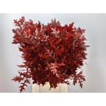 Quercus Tammeoks värvitud Red 80cm