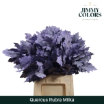 Quercus Tammeoks paint Milka 60cm