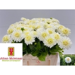 Dahlia Daalia Snowcap 55cm	