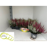 Calluna vulgaris beauty-ladies twin 11cm