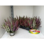 Calluna vulgaris beauty-ladies trio 11cm (10tk alusel)