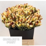 Leucadendron Valgepuu Disc Pom-pom 50cm