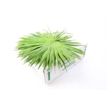 Palm leaf 75cm (pk)