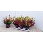 Calluna vulg Kanarbik mix in pot 2 colours 12cm