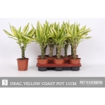 Dracaena fragrans Yellow Coast 11cm