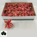 Euphorbia pulc christmas feelings marble 6cm