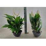 Spathiphyllum sweet silvio 27cm