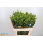 Solidago Kuldvits Golden Glory 80cm