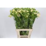 Ranunculus Tulikas ov 70cm