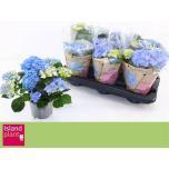 Hydrangea macr Hortensia early blue 13cm