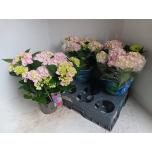 Hydrangea Hortensia 15cm Early Rosa 10+