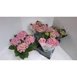 Hydrangea Hortensia macr Early Rosa 15cm