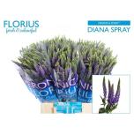 Veronica Smart Diana Onver 50cm