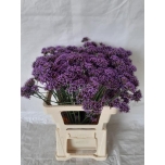 Verbena ov 60cm