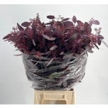 Eucalyptus Populus Grain Red 65cm