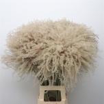 Dried Miscanthus Natural 5pc/bunch 70cm (pk)