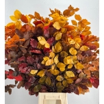 Dried beech autumn leaves 80cm (pk)