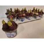 Hyacinthus orientalis 4 colour mix 12cm