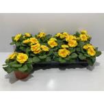 Primula Priimula ac cairo golden yellow 10cm