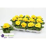 Primula ac Priimula cairo golden yellow 10,5cm