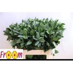 Ruscus hypophyllum 80cm (pk)