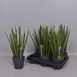 Sansevieria Cy Overig Inti in Keramiek 12cm