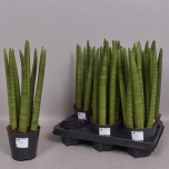 Sansevieria Havisaba cylindrica 12cm