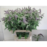 Mentha silver queen 65cm