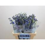 Delphinium Kukekannus Sea Walz 60cm