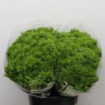 Dianthus Nelk BR Green Trick 40cm*10