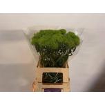 Dianthus Nelk BR Green Trick 60cm*10