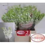 Syringa Sirel Madame Florent Stepman 40cm