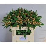 Euphorbia Piimalill Cognac Baro 70cm