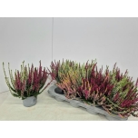 Calluna vulg Kanarbik nova mix 2 colours 13cm