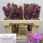 Syringa Sirel ov 50cm