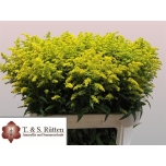 Solidago Kuldvits Marvellous Gold 80cm