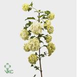 Viburnum roseum Lodjapuu 60cm