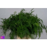 Asparagus Setaceus 55cm (pk)