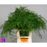 Asparagus Setaceus 65cm (pk)