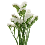 Limonium Parkjuur ov 60cm