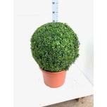 Buxus Pukspuu 38cm