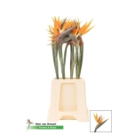 Strelitzia flower Paradiisilinnulill 60cm