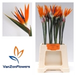 Strelitzia flower Paradiisilinnulill 60cm