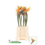 Strelitzia flower Paradiisilinnulill 60cm