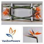 Strelitzia flower Paradiisilinnulill 80-85cm