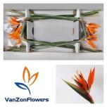 Strelitzia flower Paradiisilinnulill 80cm