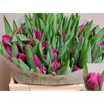 Tulp do ov 36cm