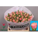 Tulp do ov 40cm